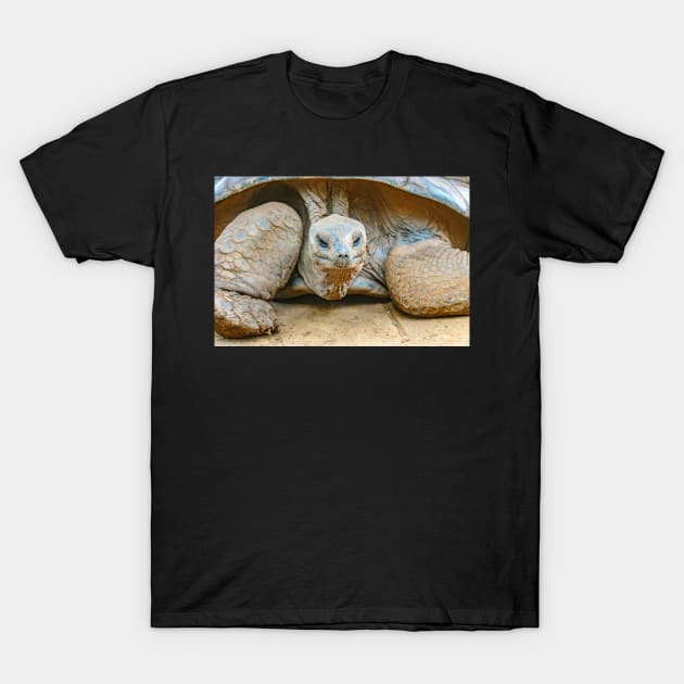 Giant Tortoise T-Shirt by static-shotz